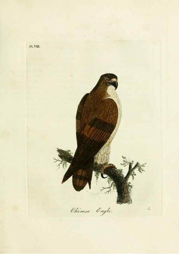 Reproducción/Reproduction 8743456937: A general history of birds /. Winchester [England] :Printed by Jacob and Johnson, for the author : sold in London by G. and W.B. Whittaker ... [and 3 others],1821-1828.