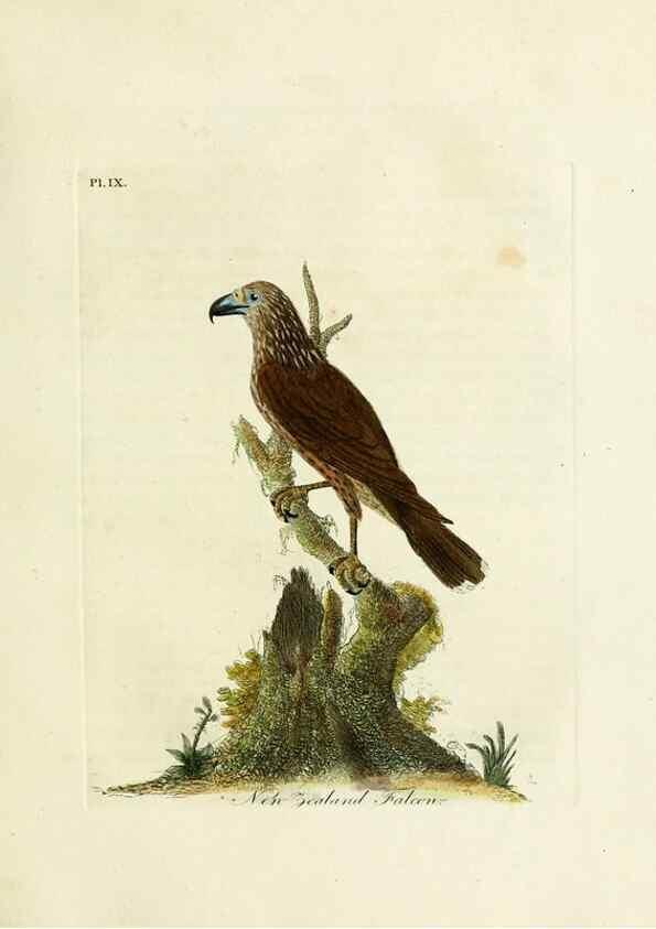 Reproducción/Reproduction 8744577348: A general history of birds /. Winchester [England] :Printed by Jacob and Johnson, for the author : sold in London by G. and W.B. Whittaker ... [and 3 others],1821-1828.
