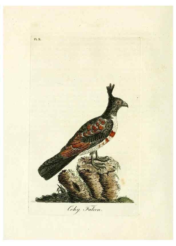 Reproducción/Reproduction 8744578338: A general history of birds /. Winchester [England] :Printed by Jacob and Johnson, for the author : sold in London by G. and W.B. Whittaker ... [and 3 others],1821-1828.