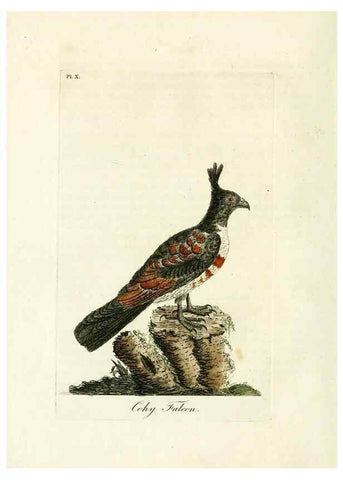 Reproducción/Reproduction 8744578338: A general history of birds /. Winchester [England] :Printed by Jacob and Johnson, for the author : sold in London by G. and W.B. Whittaker ... [and 3 others],1821-1828.