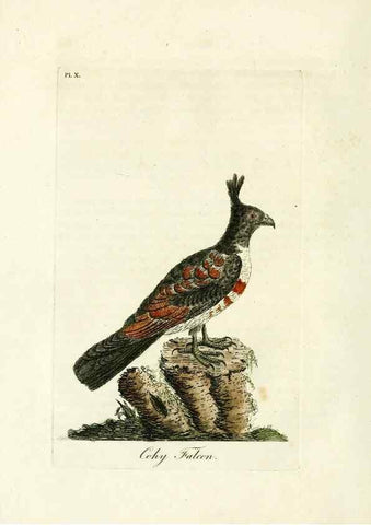 Reproducción/Reproduction 8744578338: A general history of birds /. Winchester [England] :Printed by Jacob and Johnson, for the author : sold in London by G. and W.B. Whittaker ... [and 3 others],1821-1828.