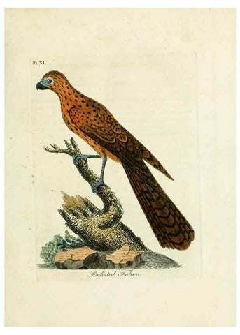 Reproducción/Reproduction 8743459891: A general history of birds /. Winchester [England] :Printed by Jacob and Johnson, for the author : sold in London by G. and W.B. Whittaker ... [and 3 others],1821-1828.