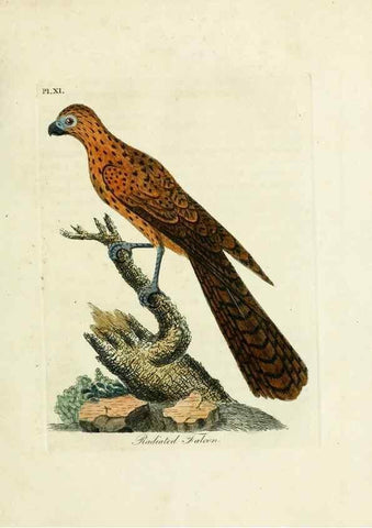 Reproducción/Reproduction 8743459891: A general history of birds /. Winchester [England] :Printed by Jacob and Johnson, for the author : sold in London by G. and W.B. Whittaker ... [and 3 others],1821-1828.