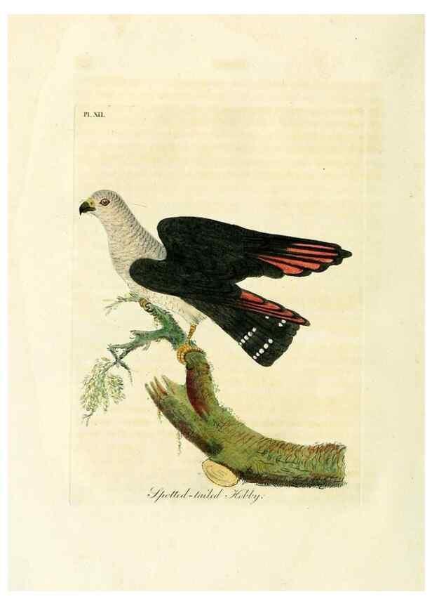 Reproducción/Reproduction 8743461023: A general history of birds /. Winchester [England] :Printed by Jacob and Johnson, for the author : sold in London by G. and W.B. Whittaker ... [and 3 others],1821-1828.