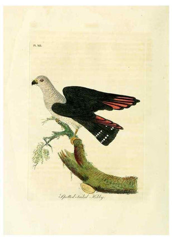 Reproducción/Reproduction 8743461023: A general history of birds /. Winchester [England] :Printed by Jacob and Johnson, for the author : sold in London by G. and W.B. Whittaker ... [and 3 others],1821-1828.