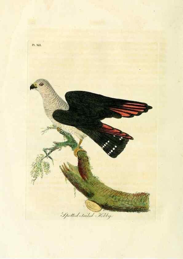 Reproducción/Reproduction 8743461023: A general history of birds /. Winchester [England] :Printed by Jacob and Johnson, for the author : sold in London by G. and W.B. Whittaker ... [and 3 others],1821-1828.