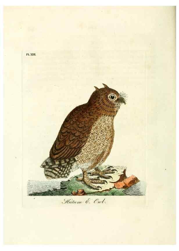 Reproducción/Reproduction 8744581146: A general history of birds /. Winchester [England] :Printed by Jacob and Johnson, for the author : sold in London by G. and W.B. Whittaker ... [and 3 others],1821-1828.