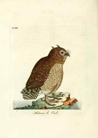 Reproducción/Reproduction 8744581146: A general history of birds /. Winchester [England] :Printed by Jacob and Johnson, for the author : sold in London by G. and W.B. Whittaker ... [and 3 others],1821-1828.