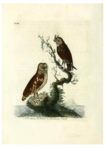 Reproducción/Reproduction 8743462305: A general history of birds /. Winchester [England] :Printed by Jacob and Johnson, for the author : sold in London by G. and W.B. Whittaker ... [and 3 others],1821-1828.