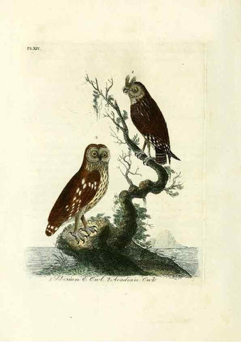 Reproducción/Reproduction 8743462305: A general history of birds /. Winchester [England] :Printed by Jacob and Johnson, for the author : sold in London by G. and W.B. Whittaker ... [and 3 others],1821-1828.