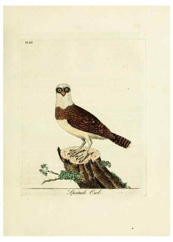 Reproducción/Reproduction 8743462717: A general history of birds /. Winchester [England] :Printed by Jacob and Johnson, for the author : sold in London by G. and W.B. Whittaker ... [and 3 others],1821-1828.