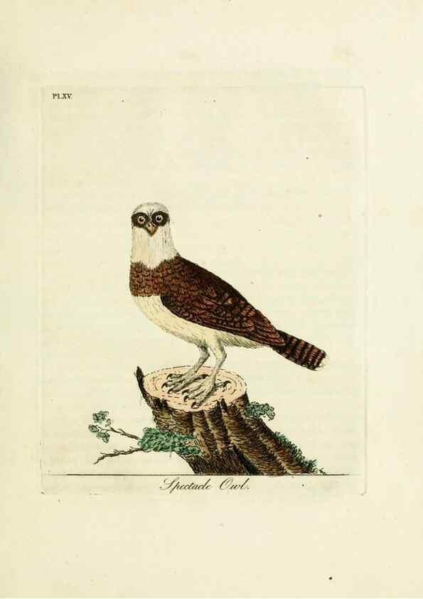 Reproducción/Reproduction 8743462717: A general history of birds /. Winchester [England] :Printed by Jacob and Johnson, for the author : sold in London by G. and W.B. Whittaker ... [and 3 others],1821-1828.