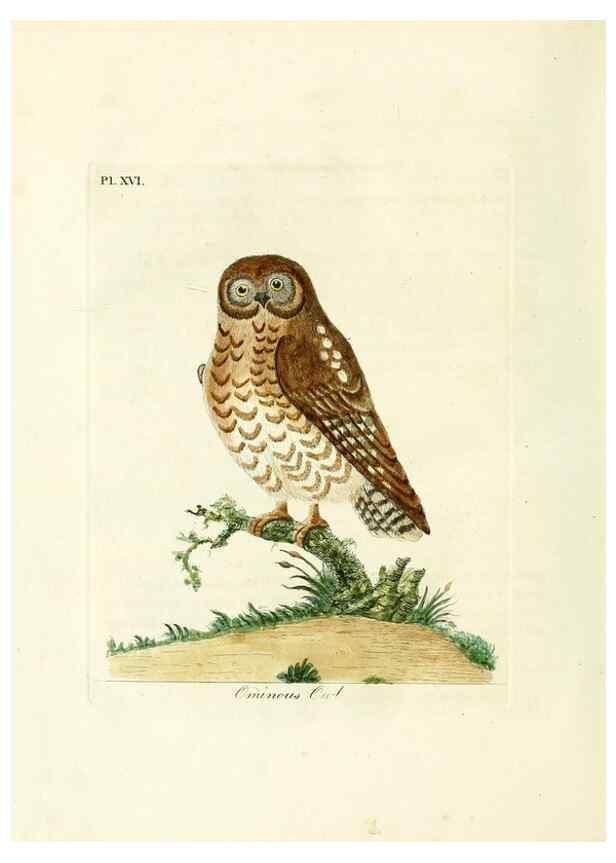 Reproducción/Reproduction 8744582456: A general history of birds /. Winchester [England] :Printed by Jacob and Johnson, for the author : sold in London by G. and W.B. Whittaker ... [and 3 others],1821-1828.