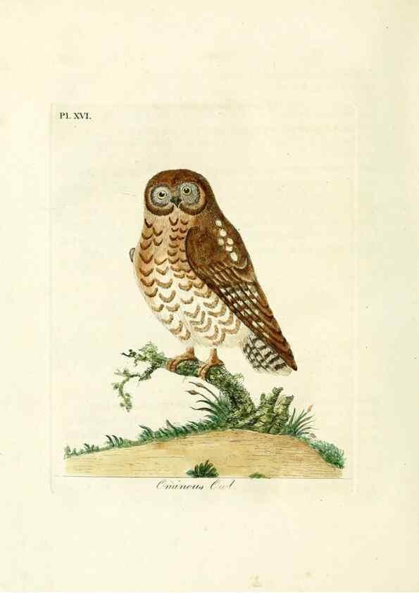 Reproducción/Reproduction 8744582456: A general history of birds /. Winchester [England] :Printed by Jacob and Johnson, for the author : sold in London by G. and W.B. Whittaker ... [and 3 others],1821-1828.