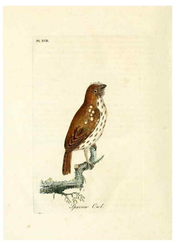 Reproducción/Reproduction 8744582948: A general history of birds /. Winchester [England] :Printed by Jacob and Johnson, for the author : sold in London by G. and W.B. Whittaker ... [and 3 others],1821-1828.