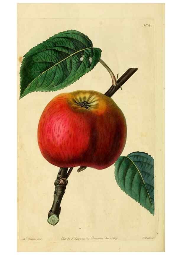 Reproducción/Reproduction 8744819452: The Pomological magazine;. London;J. Ridgway.