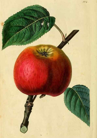 Reproducción/Reproduction 8744819452: The Pomological magazine;. London;J. Ridgway.