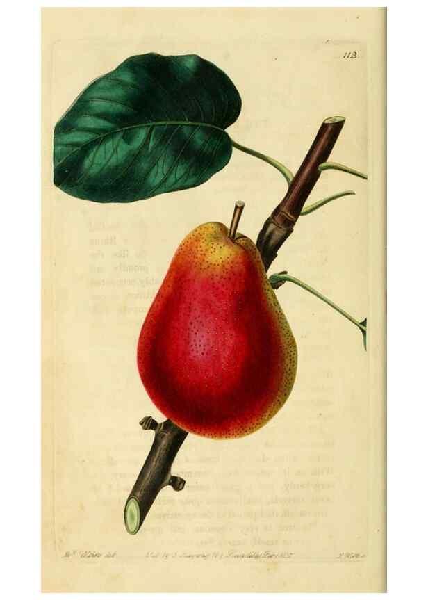 Reproducción/Reproduction 8743703737: The Pomological magazine;. London;J. Ridgway.