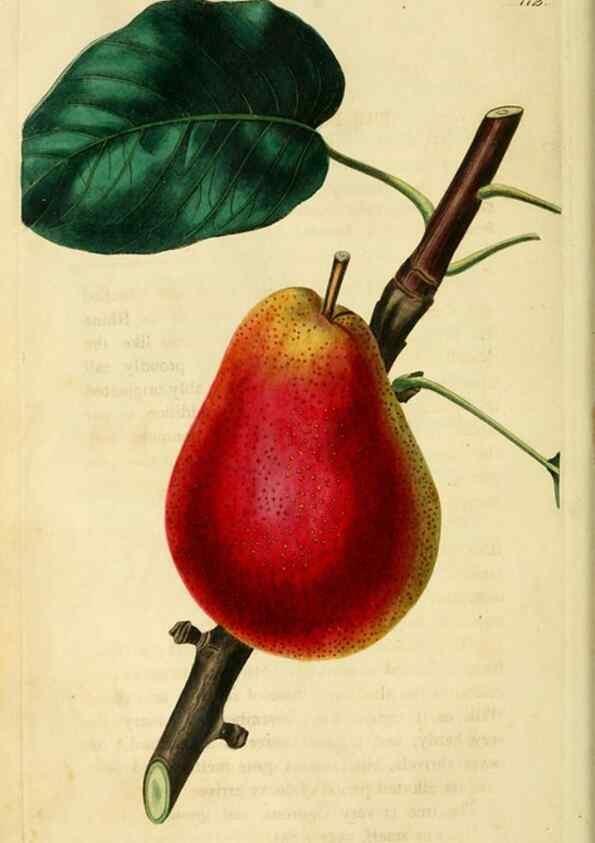 Reproducción/Reproduction 8743703737: The Pomological magazine;. London;J. Ridgway.