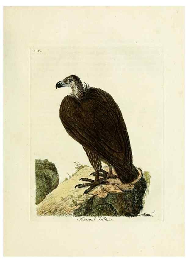 Reproducción/Reproduction 8743451487: A general history of birds /. Winchester [England] :Printed by Jacob and Johnson, for the author : sold in London by G. and W.B. Whittaker ... [and 3 others],1821-1828.