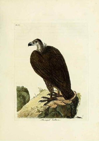 Reproducción/Reproduction 8743451487: A general history of birds /. Winchester [England] :Printed by Jacob and Johnson, for the author : sold in London by G. and W.B. Whittaker ... [and 3 others],1821-1828.