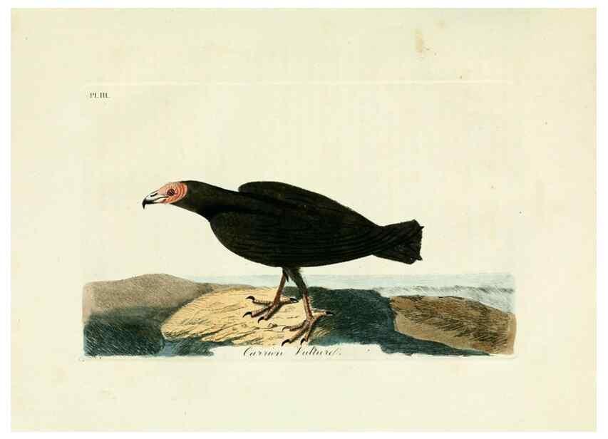 Reproducción/Reproduction 8743450355: A general history of birds /. Winchester [England] :Printed by Jacob and Johnson, for the author : sold in London by G. and W.B. Whittaker ... [and 3 others],1821-1828.