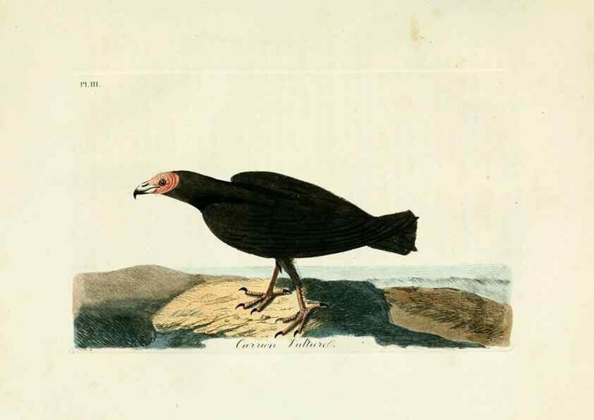 Reproducción/Reproduction 8743450355: A general history of birds /. Winchester [England] :Printed by Jacob and Johnson, for the author : sold in London by G. and W.B. Whittaker ... [and 3 others],1821-1828.