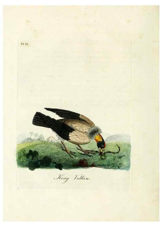 Reproducción/Reproduction 8743449555: A general history of birds /. Winchester [England] :Printed by Jacob and Johnson, for the author : sold in London by G. and W.B. Whittaker ... [and 3 others],1821-1828.