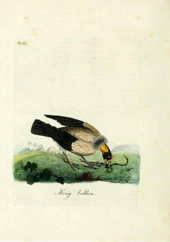 Reproducción/Reproduction 8743449555: A general history of birds /. Winchester [England] :Printed by Jacob and Johnson, for the author : sold in London by G. and W.B. Whittaker ... [and 3 others],1821-1828.