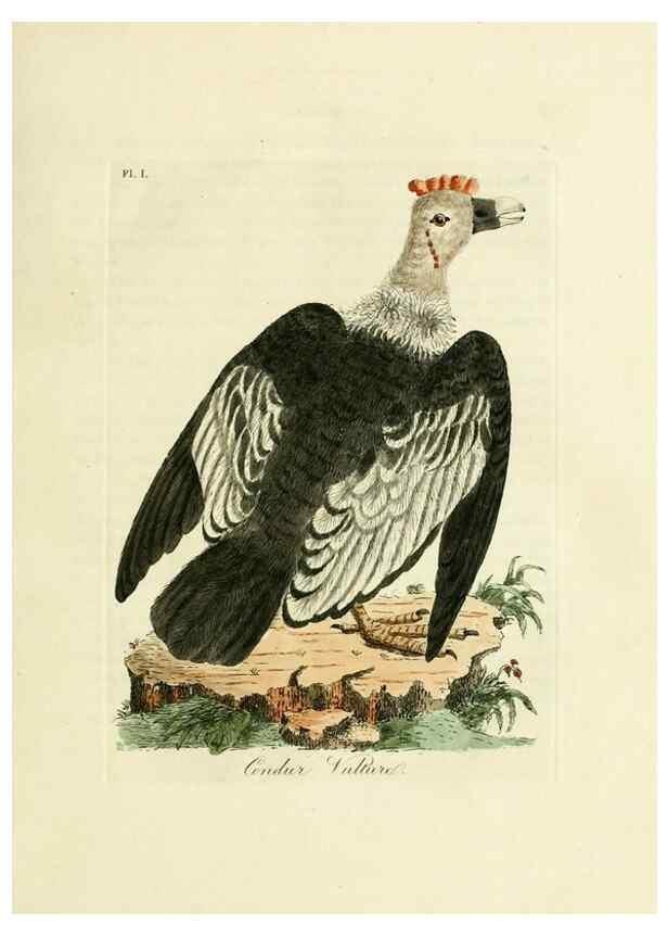 Reproducción/Reproduction 8743448399: A general history of birds /. Winchester [England] :Printed by Jacob and Johnson, for the author : sold in London by G. and W.B. Whittaker ... [and 3 others],1821-1828.