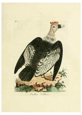 Reproducción/Reproduction 8743448399: A general history of birds /. Winchester [England] :Printed by Jacob and Johnson, for the author : sold in London by G. and W.B. Whittaker ... [and 3 others],1821-1828.