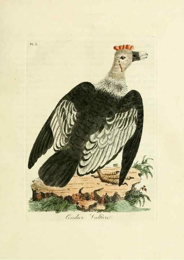 Reproducción/Reproduction 8743448399: A general history of birds /. Winchester [England] :Printed by Jacob and Johnson, for the author : sold in London by G. and W.B. Whittaker ... [and 3 others],1821-1828.