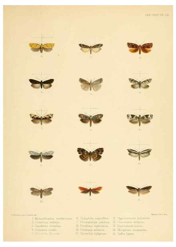Reproducción/Reproduction 8726512842: Illustrations of typical specimens of Lepidoptera Heterocera in the collection of the British Museum.. LondonPrinted by order of the Trustees1879-