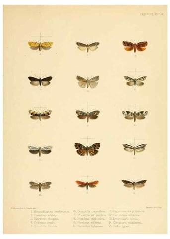 Reproducción/Reproduction 8726512842: Illustrations of typical specimens of Lepidoptera Heterocera in the collection of the British Museum.. LondonPrinted by order of the Trustees1879-