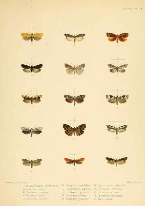 Reproducción/Reproduction 8726512842: Illustrations of typical specimens of Lepidoptera Heterocera in the collection of the British Museum.. LondonPrinted by order of the Trustees1879-