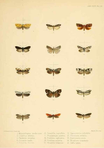Reproducción/Reproduction 8726512842: Illustrations of typical specimens of Lepidoptera Heterocera in the collection of the British Museum.. LondonPrinted by order of the Trustees1879-