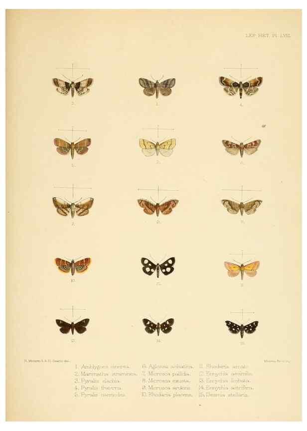 Reproducción/Reproduction 8726511732: Illustrations of typical specimens of Lepidoptera Heterocera in the collection of the British Museum.. LondonPrinted by order of the Trustees1879-