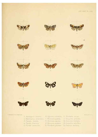 Reproducción/Reproduction 8726511732: Illustrations of typical specimens of Lepidoptera Heterocera in the collection of the British Museum.. LondonPrinted by order of the Trustees1879-