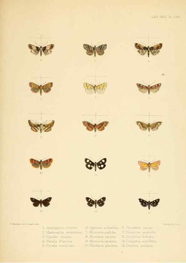 Reproducción/Reproduction 8726511732: Illustrations of typical specimens of Lepidoptera Heterocera in the collection of the British Museum.. LondonPrinted by order of the Trustees1879-