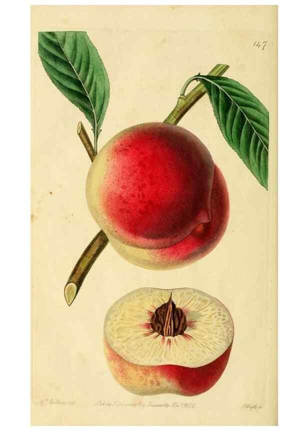 Reproducción/Reproduction 8743721899: The Pomological magazine;. London;J. Ridgway.