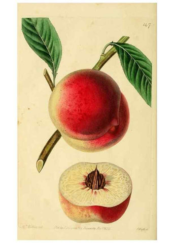 Reproducción/Reproduction 8743721899: The Pomological magazine;. London;J. Ridgway.