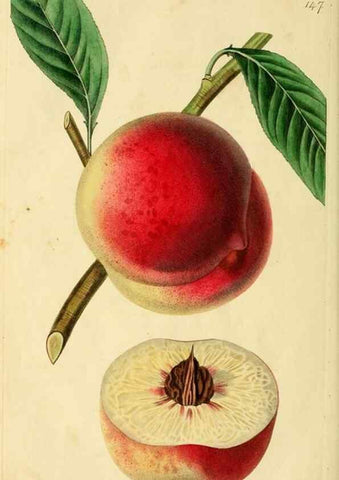 Reproducción/Reproduction 8743721899: The Pomological magazine;. London;J. Ridgway.