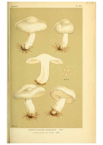 Reproducción/Reproduction 8722279147: Illustrations of British Fungi (Hymenomycetes), to serve as an atlas to the ""Handbook of British Fungi"".. LondonWilliams and Norgate1881-91