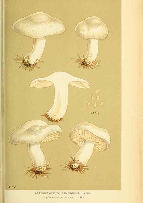Reproducción/Reproduction 8722279147: Illustrations of British Fungi (Hymenomycetes), to serve as an atlas to the ""Handbook of British Fungi"".. LondonWilliams and Norgate1881-91