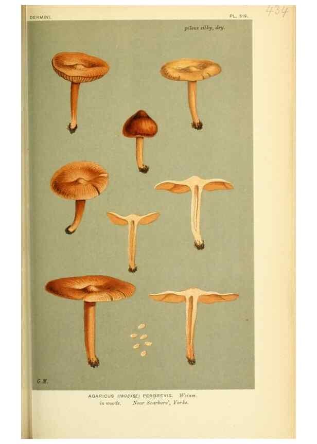 Reproducción/Reproduction 8723398418: Illustrations of British Fungi (Hymenomycetes), to serve as an atlas to the ""Handbook of British Fungi"".. LondonWilliams and Norgate1881-91