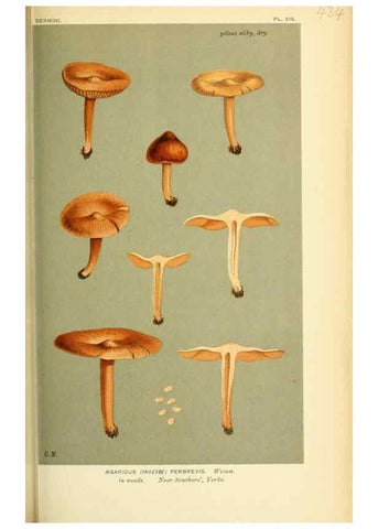 Reproducción/Reproduction 8723398418: Illustrations of British Fungi (Hymenomycetes), to serve as an atlas to the ""Handbook of British Fungi"".. LondonWilliams and Norgate1881-91