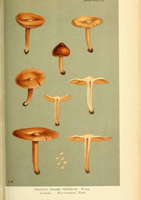 Reproducción/Reproduction 8723398418: Illustrations of British Fungi (Hymenomycetes), to serve as an atlas to the ""Handbook of British Fungi"".. LondonWilliams and Norgate1881-91