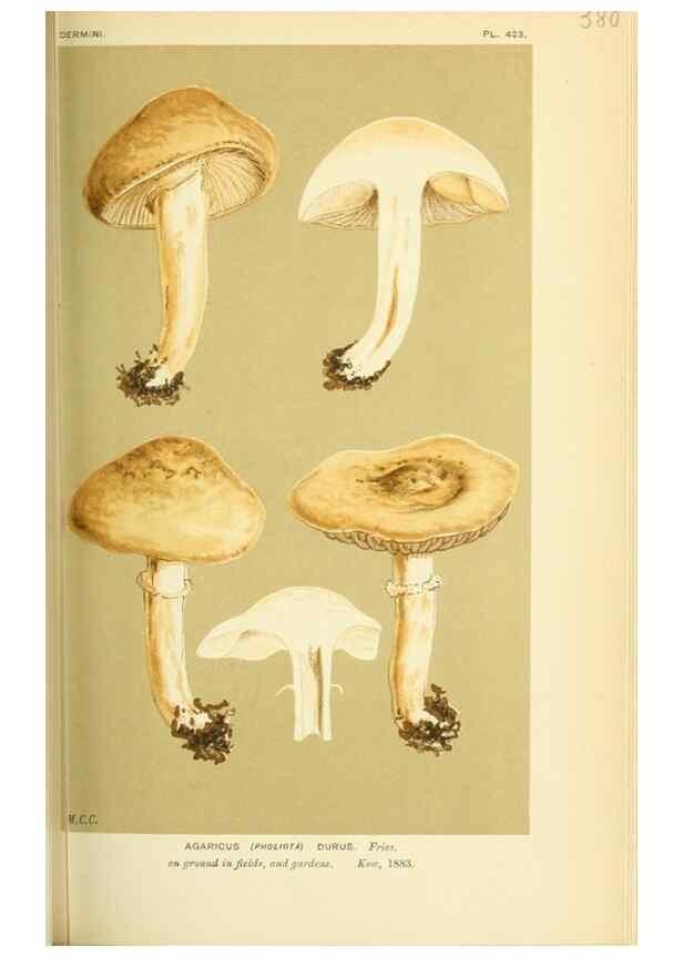 Reproducción/Reproduction 8723378702: Illustrations of British Fungi (Hymenomycetes), to serve as an atlas to the ""Handbook of British Fungi"".. LondonWilliams and Norgate1881-91