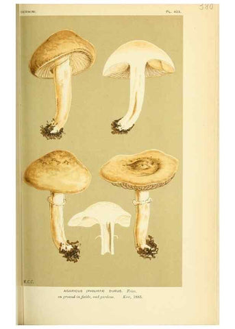 Reproducción/Reproduction 8723378702: Illustrations of British Fungi (Hymenomycetes), to serve as an atlas to the ""Handbook of British Fungi"".. LondonWilliams and Norgate1881-91