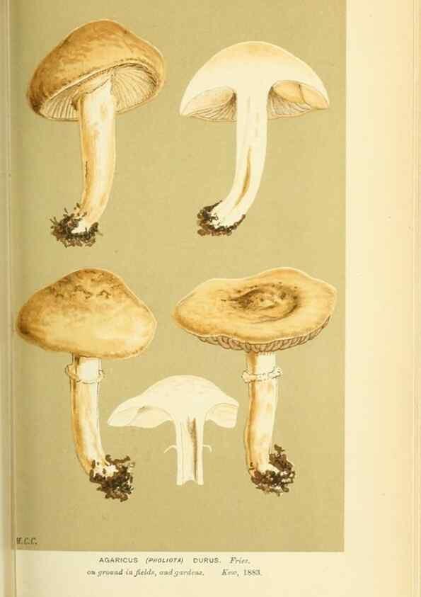 Reproducción/Reproduction 8723378702: Illustrations of British Fungi (Hymenomycetes), to serve as an atlas to the ""Handbook of British Fungi"".. LondonWilliams and Norgate1881-91